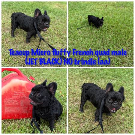 Teacup MICRO FLUFFY MALE (aa)quad 1