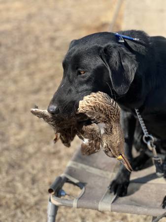 Akc black lab63903228137731122