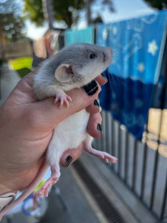 ¡Ratas bebé Dumbo PET! (93292)63873028841987121