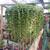 Closing Nursery low price plants Open 9-5 in Capitola 12 thumbnail