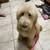 Puppy adoption 1 thumbnail