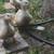 Beautiful Pekin Ducks 1 thumbnail