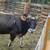 Jersey Bull for sale 2 thumbnail