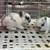 Netherland Dwarf Bunnies 3 thumbnail