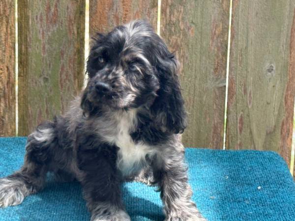 Cockerspaniel puppies63416390898179124