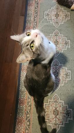 2 Cats Seeking Forever Homes ($150 adoption fee through CC4C) (walnut creek)63934209860099120