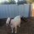 Goats 3 thumbnail
