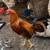 Pumpkin Rooster 1 thumbnail