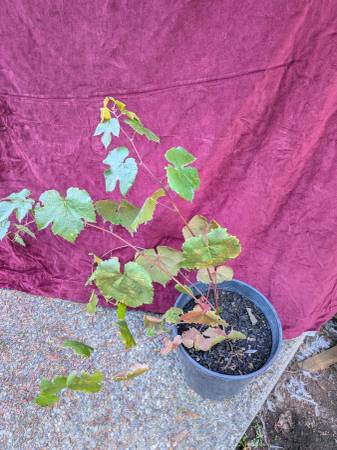 Interlaken seedless grape vines 1