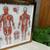 Doctors Office Reflexology+The Muscular System Framed Charts Ea@ 6 thumbnail