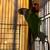 Love birds $45. 8 thumbnail
