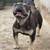 French bull dog 1 thumbnail