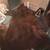 HUGE GRIZZLEY BEAR RUG HEAD PAWS FULL BODY APPROX 6FT 3" 4 thumbnail