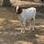 Goats Boer 5 thumbnail