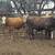 8 bred braford heifers 6 thumbnail