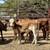 Red Heifer Calves | Beef Heifers 7 thumbnail
