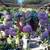 Closing Nursery low price plants Open 9-5 in Capitola 18 thumbnail