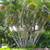 Golden Cane Palms /// DYPSIS lutescens --- various sizes 7 thumbnail