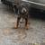 Rottwieler Male Puppy 3 thumbnail