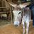 Nice gentle guardian, pet or riding Jenny donkey 3 thumbnail