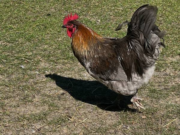 Large roosters need gone 1