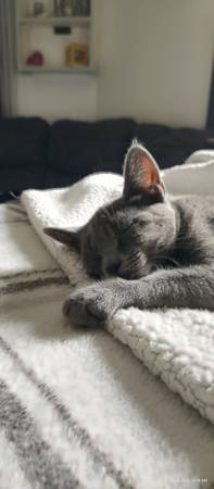 Adorable Kitten Ready for Adoption (N. Everett)63684453847681122
