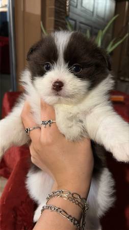 Pom Boy 1