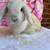 holland lops 6 thumbnail