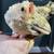Serama bantam chickens 4 months 3 thumbnail