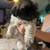 Shih Tzu pups rehoming 2 females 5 thumbnail