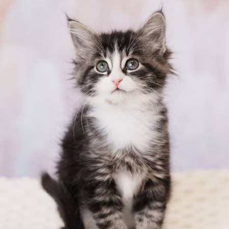 Adorable cats and kittens looking for forever homes! (sunnyvale)63862001153795121