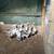 Young Geese 3 thumbnail