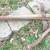 D.B.Smith & Co. Water barrel / trough transfer hand pump 10 thumbnail