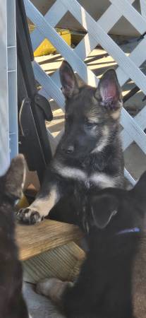German Shepards (Dothan)63612039123203120