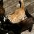 >^^< ADORABLE KITTENS 3 thumbnail