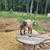 Nigerian Dwarf Goats 1 thumbnail