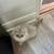 Beautiful kittens ready to go to a new home! 3 thumbnail