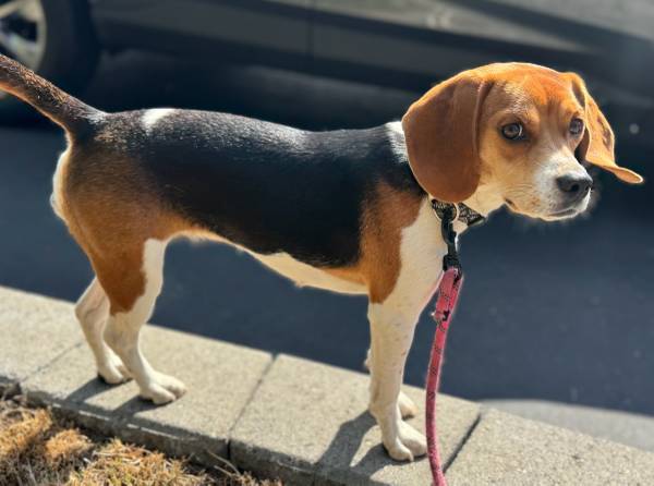 Beagle / Rat Terrier Mix - 1 year (Bothell)63750250527747120