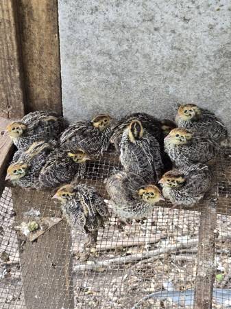 Quail quails baby !!!! (Houston)63859317799297120