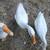 3 friendly Chinese geese 1 thumbnail