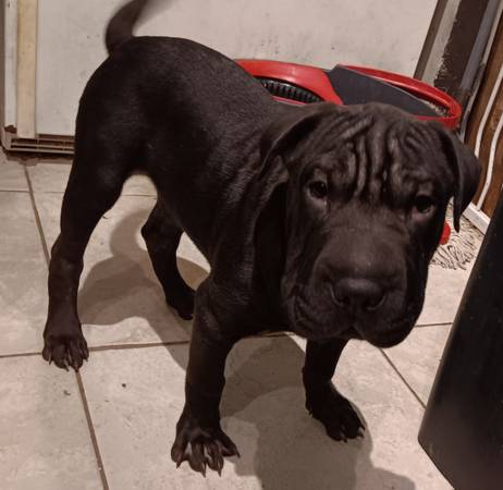 Sharpei/Pitbull dogs need rehoming (Visalia)63873027727617120