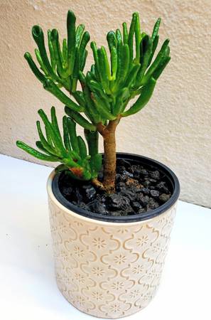 Planta suculenta Crassula Ovata Coral en maceta esmaltada decorativa de 5" - Re - $19 (concord / pleasant hill / martinez)63470976078081120