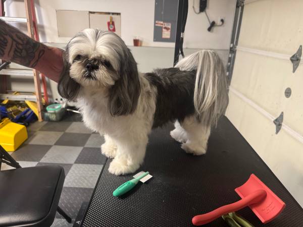 Peluquería Canina de Bajo Costo63621749980545121