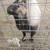 Nigerian dwarf goats = mating pair and weather 4 thumbnail