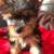 Adorable Yorkie Ready for Their New Homes! 4 thumbnail