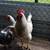 Roosters 1 year old 3 thumbnail