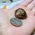 Land Snails and Starter kit Garden and Roman 13 thumbnail