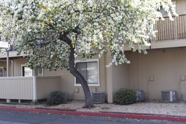 $1,545 / 2br - 746ft2 - 2x 1-Washer & Dryer Hook Ups, Sparkling Pool & Fireplace (Sacramento)63900566199682120