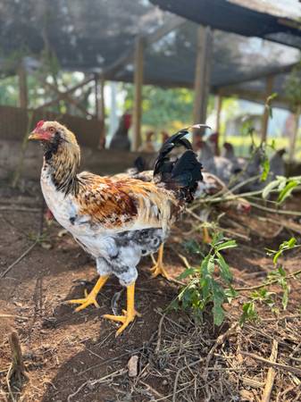 Roosters for sale 1