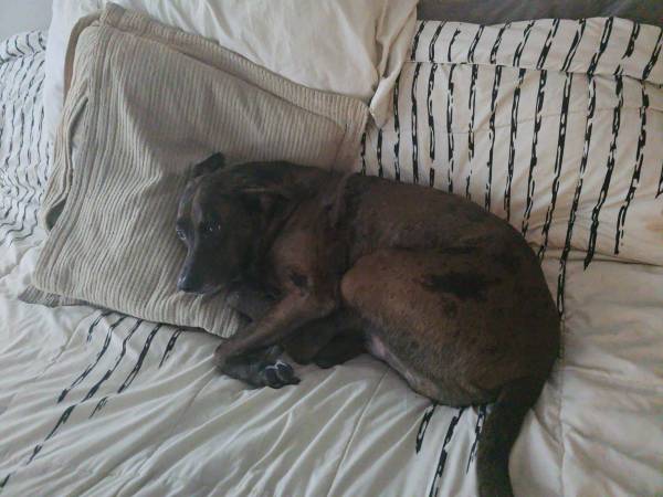 Need to Rehome or find a 8-12 month foster for my 6 year old Catahoula 1